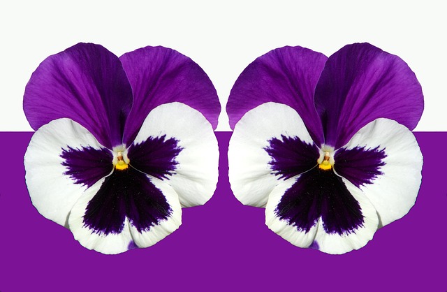 Colmare il divario: utilizzare gli accenti domestici per il compromesso