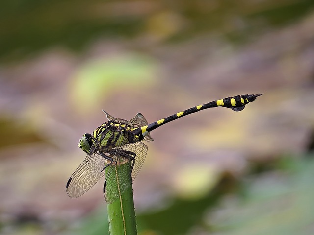 Come valuta la tua proprietà sulla scala di controllo dei parassiti?