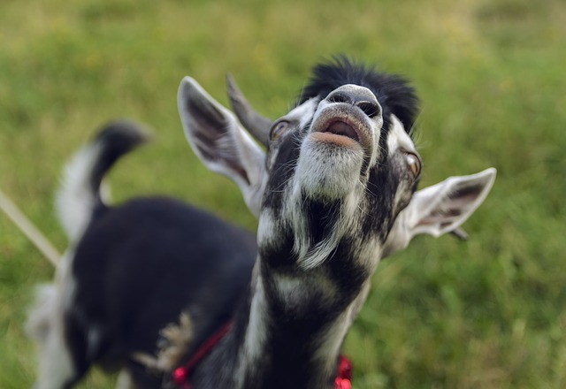 Come avere un bel prato senza sprecare il tuo intero fine settimana