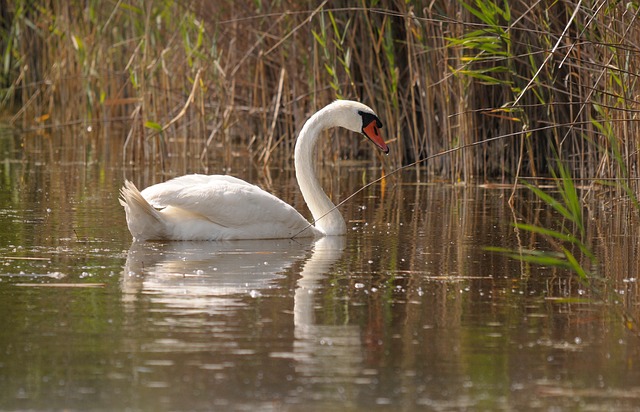 Luci a collo di cigno: crea una presentazione elegante per ogni segno