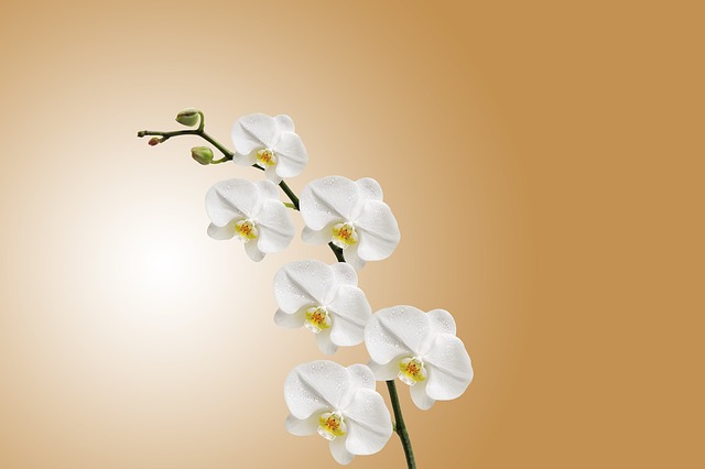 Phalaenopsis Orchid Ca